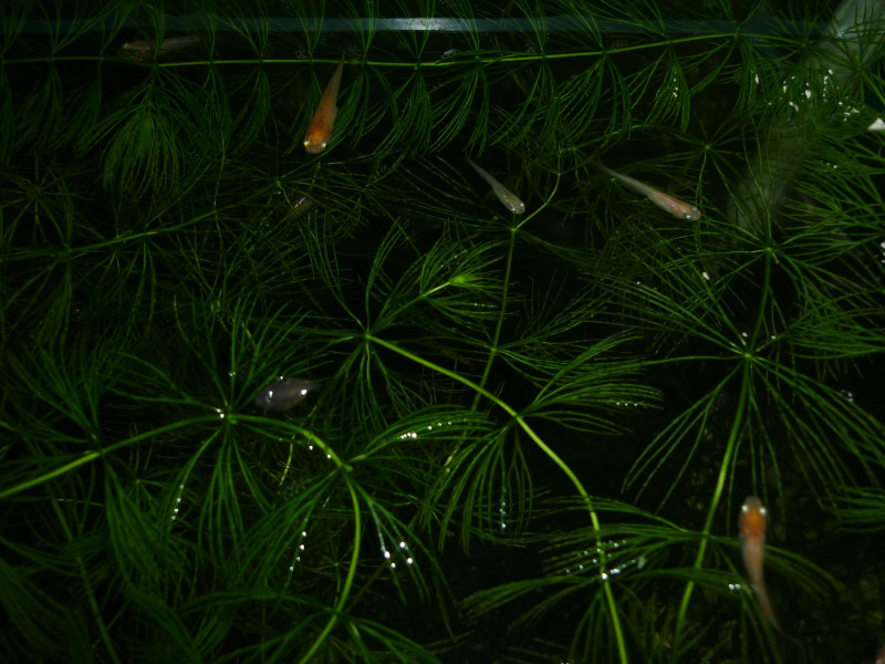 P1100479