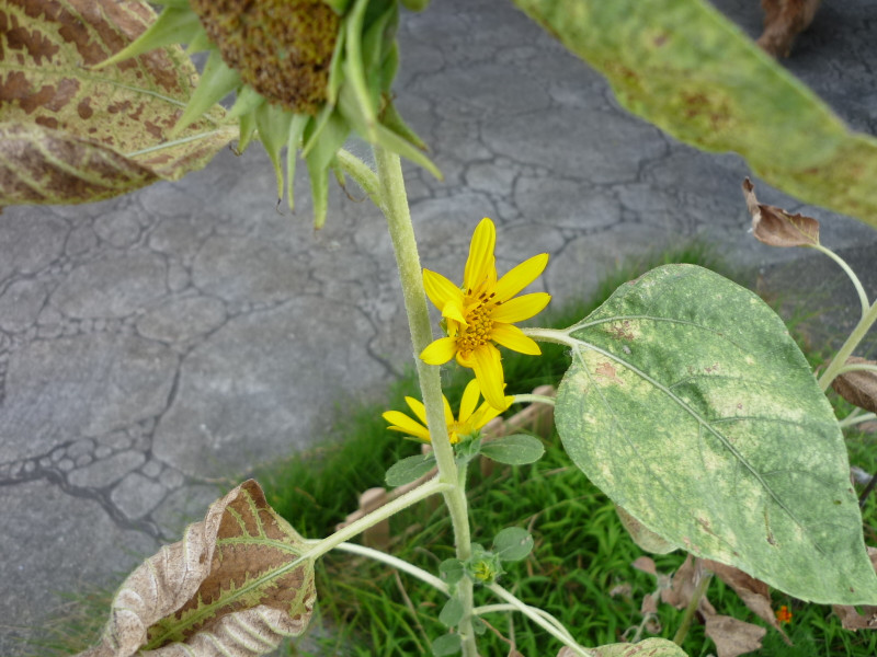 P1100505